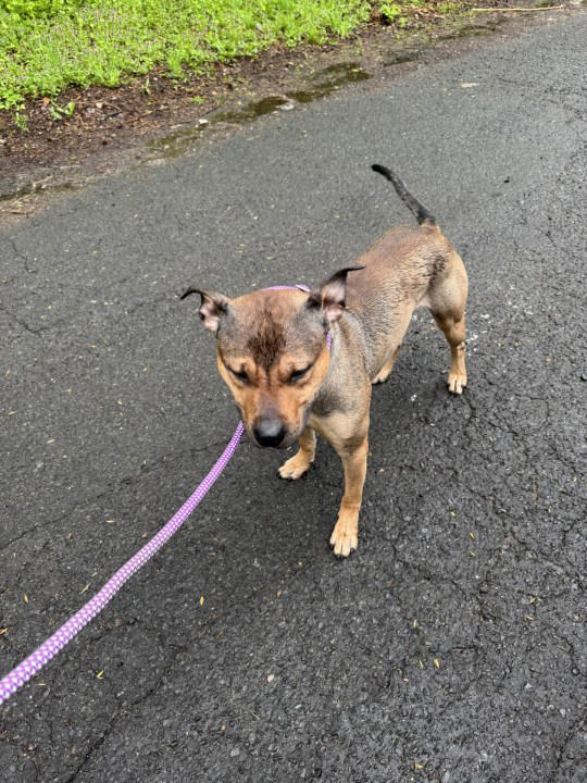 New Haven animal shelter seeking info on abandoned dog