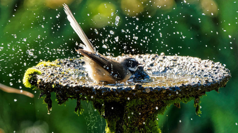 Why does my yard smell? 12 reasons and some easy fixes