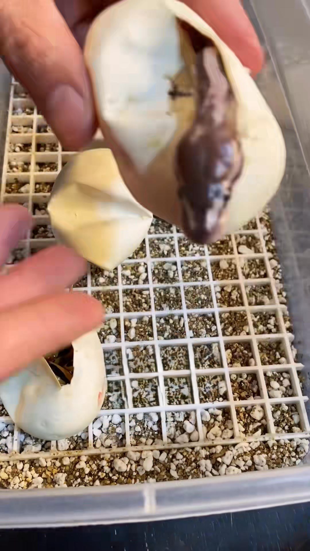 The Molinaro Snake Lab shares a gecko update
