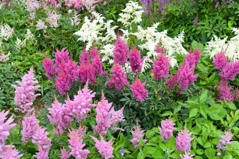 5 easy bare-root perennials to plant this fall for gorgeous flowers ...
