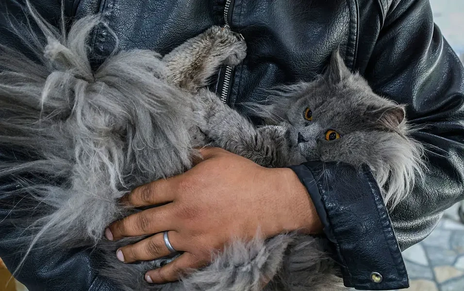 Understanding your cat’s secret language and habits