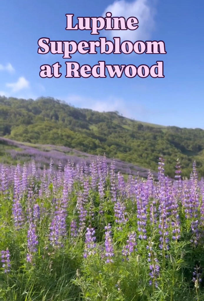 California’s dazzling superbloom steals the show — despite vandalism