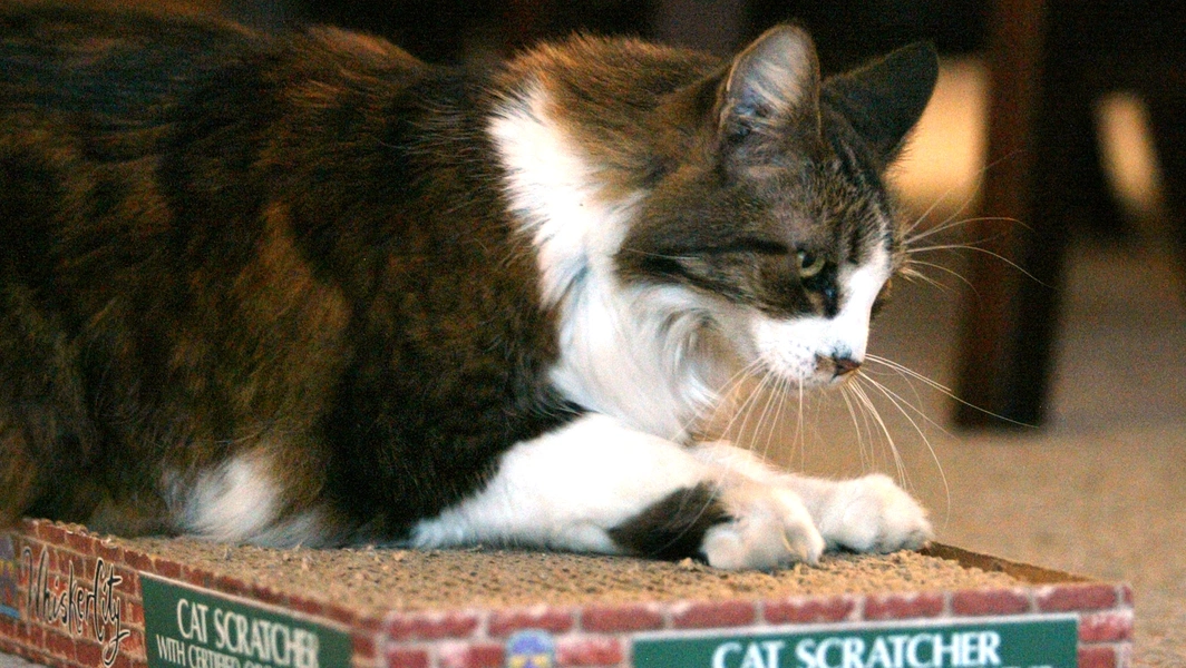 Understanding your cat’s secret language and habits