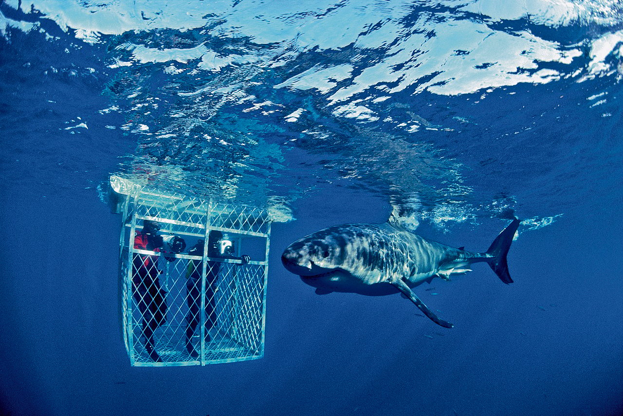 Snatching thrills from the jaws of death
