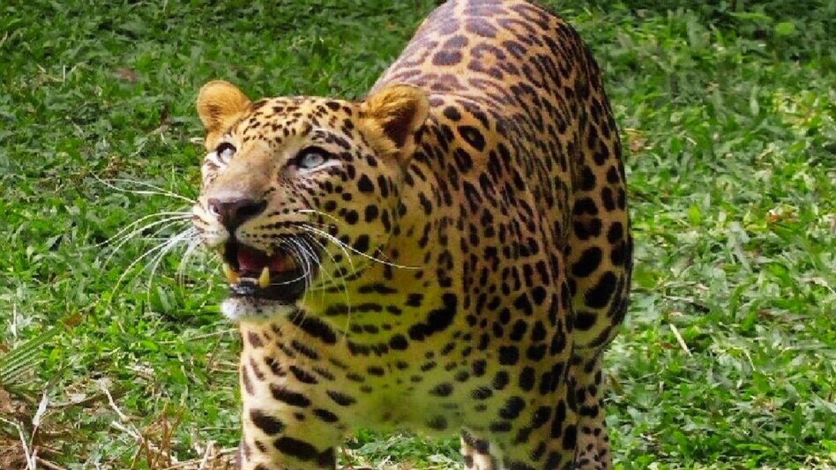 International Leopard Day: Habitat, threats and why protection matters