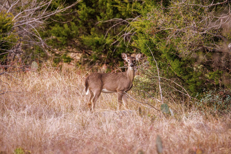2,025-acre Texas ranch with record buck history hits market for $10.1M