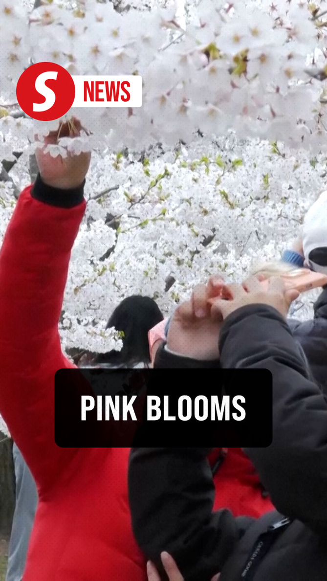 Spring blooms in Toronto as cherry blossoms draw visitors