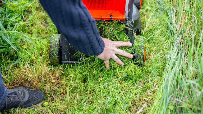 Why does my yard smell? 12 reasons and some easy fixes