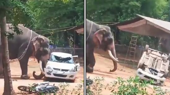Kerala temple elephant goes on rampage, flips car like toy in dramatic ...