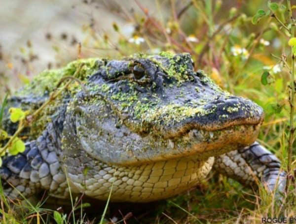 Don’t let scales scare you: Why Florida’s 1.3 million alligators aren’t ...