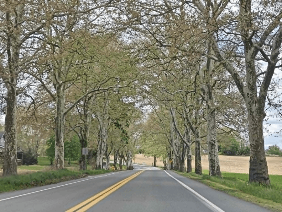 Why are there sycamore trees lining Route 147 near Halifax?