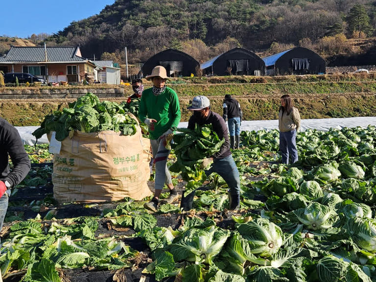 농업 핵심 인력 된 외국인 노동자…‘8개 국어 소통가이드’가 보여준 농촌의 변화