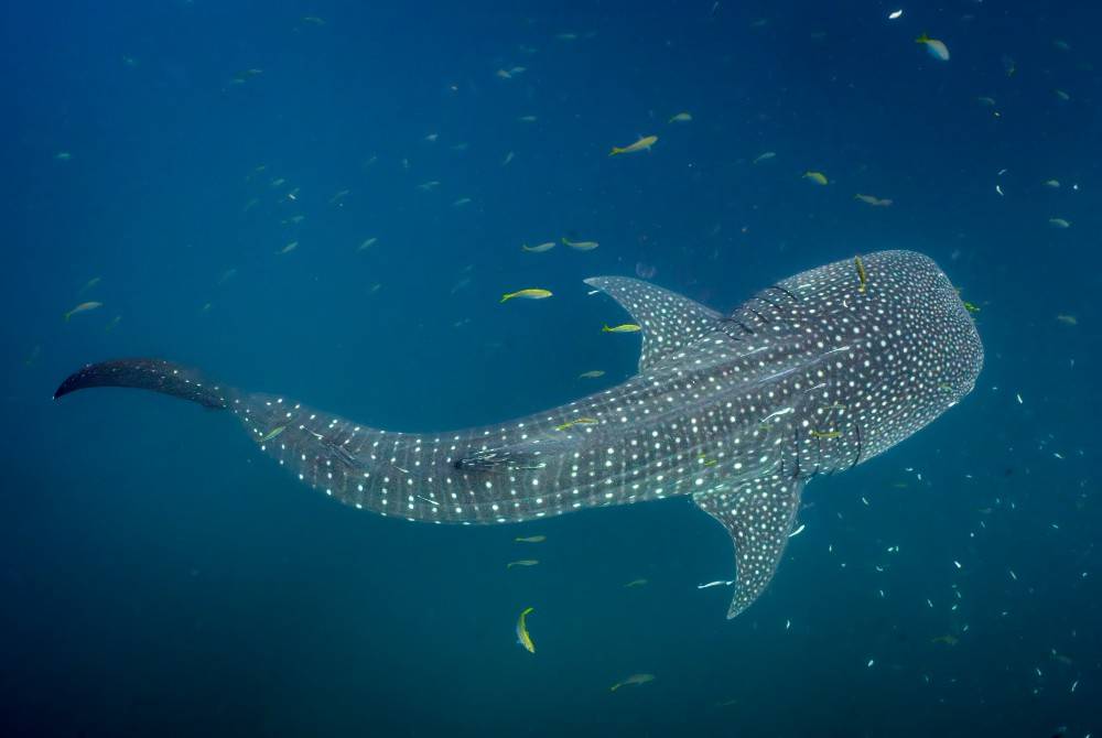 Decade-long study reveals whale shark Indonesia hotspots