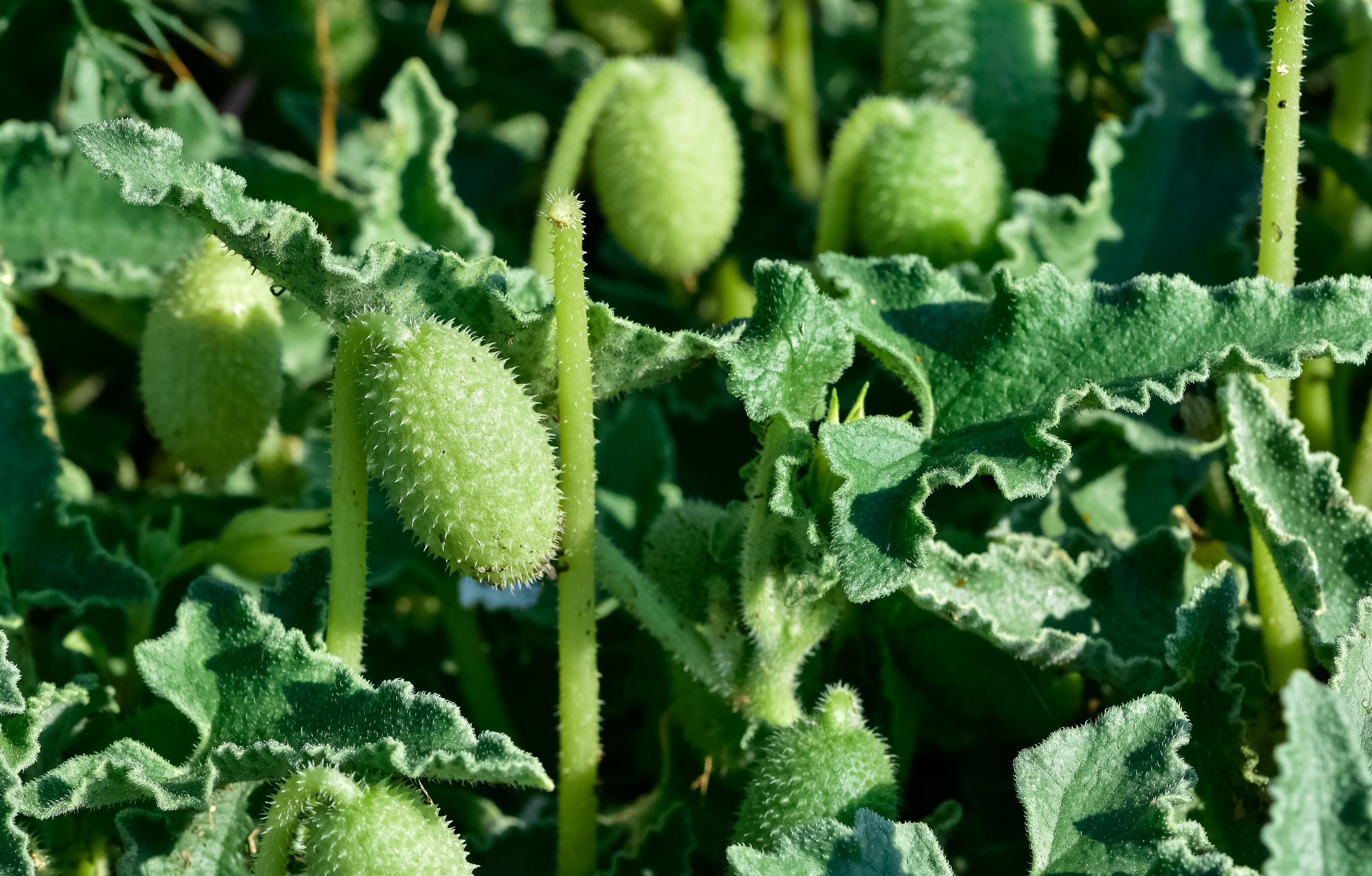 Attention, cette plante présente en France a « une action très violente ...