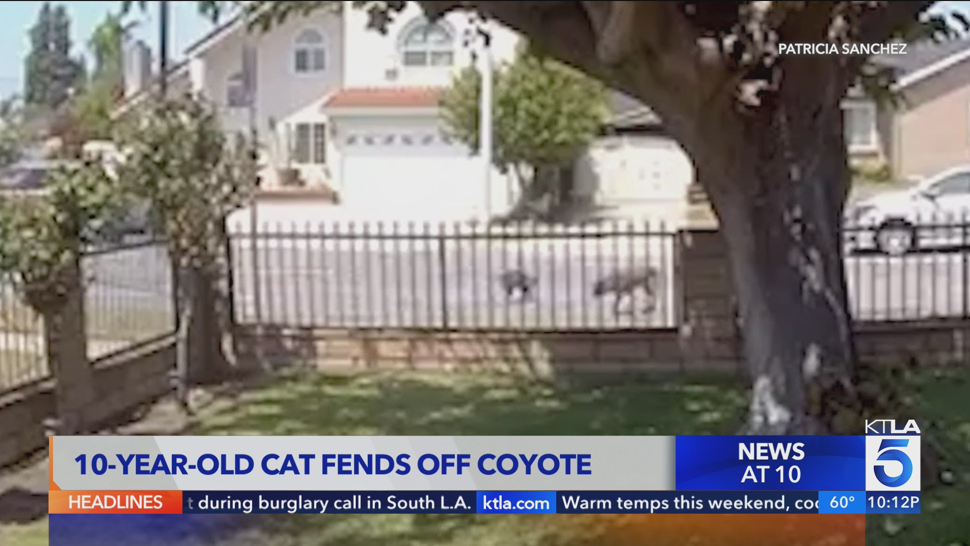 10-year-old cat fends off coyote in LA