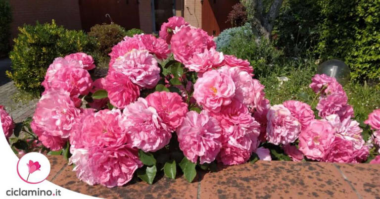 Siamo nel mese delle rose con le varietà più belle e particolari