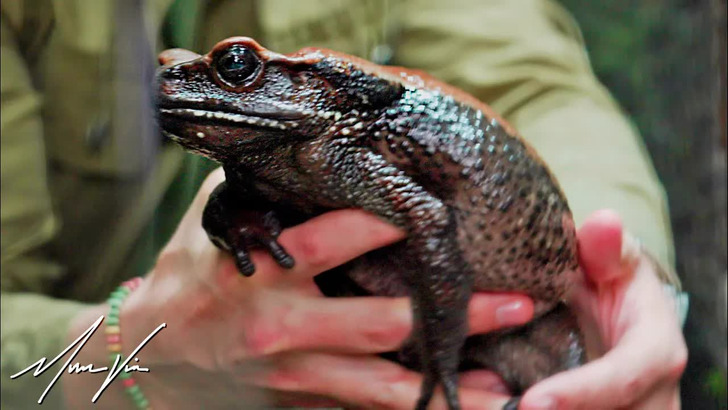Meet the world’s largest toad