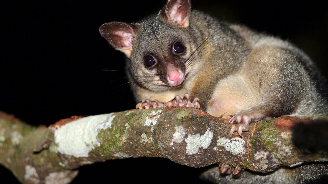 A species sacred to the Tambrauw people just became the first new ...
