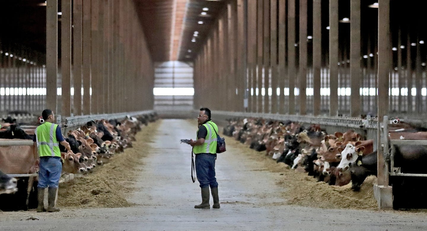 Tolkkinen: Let’s reconsider allowing massive dairies in rural Minnesota