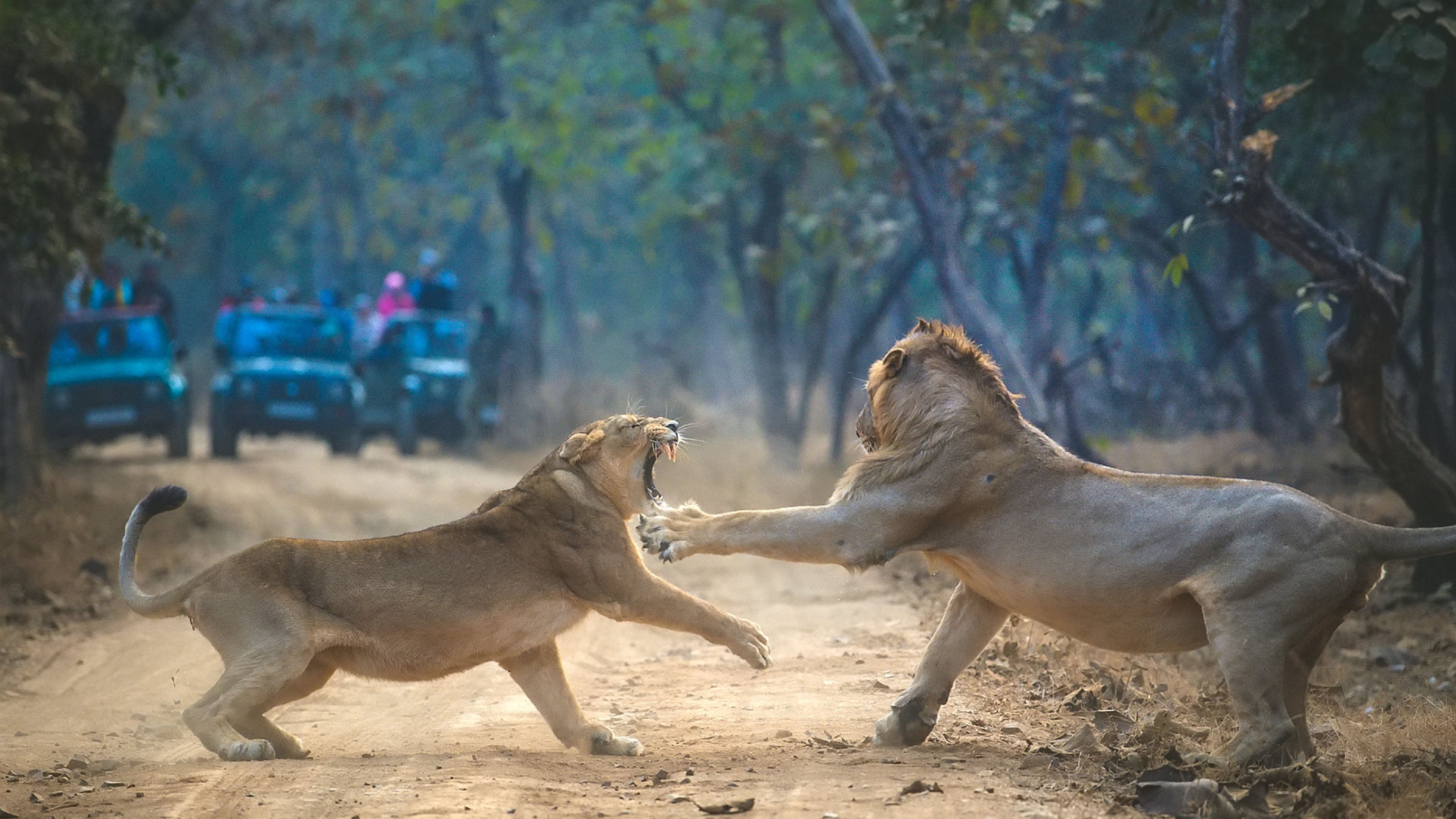 Stunning footage captures a dramatic showdown between a lioness and a ...
