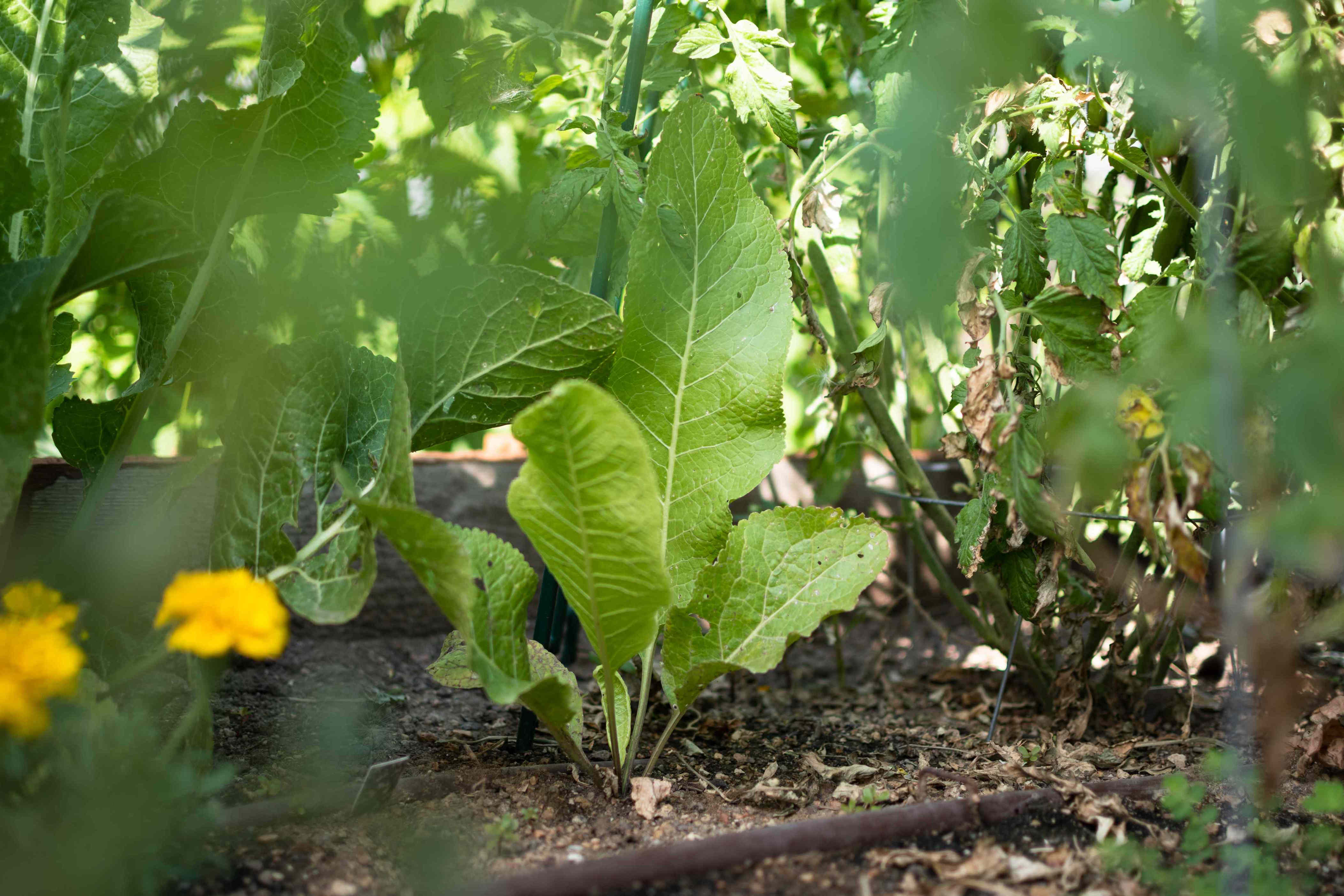 8 vegetables that work as natural pest repellents while growing in your ...