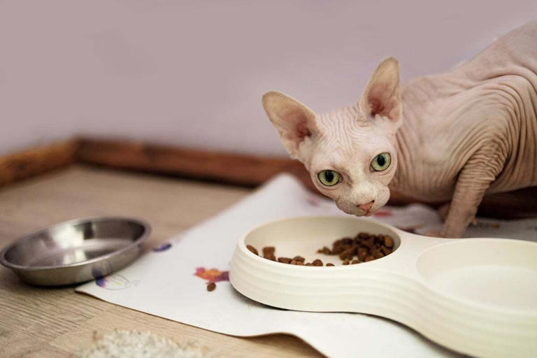 No hair? Don't care! Everything you need to know about the wonderfully ...