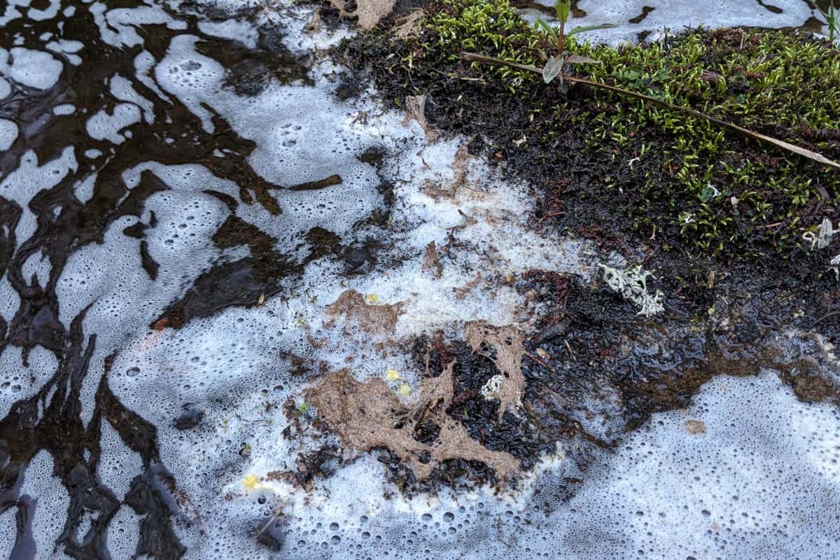 Salmon and other species killed after chemical spills into River Spey ...