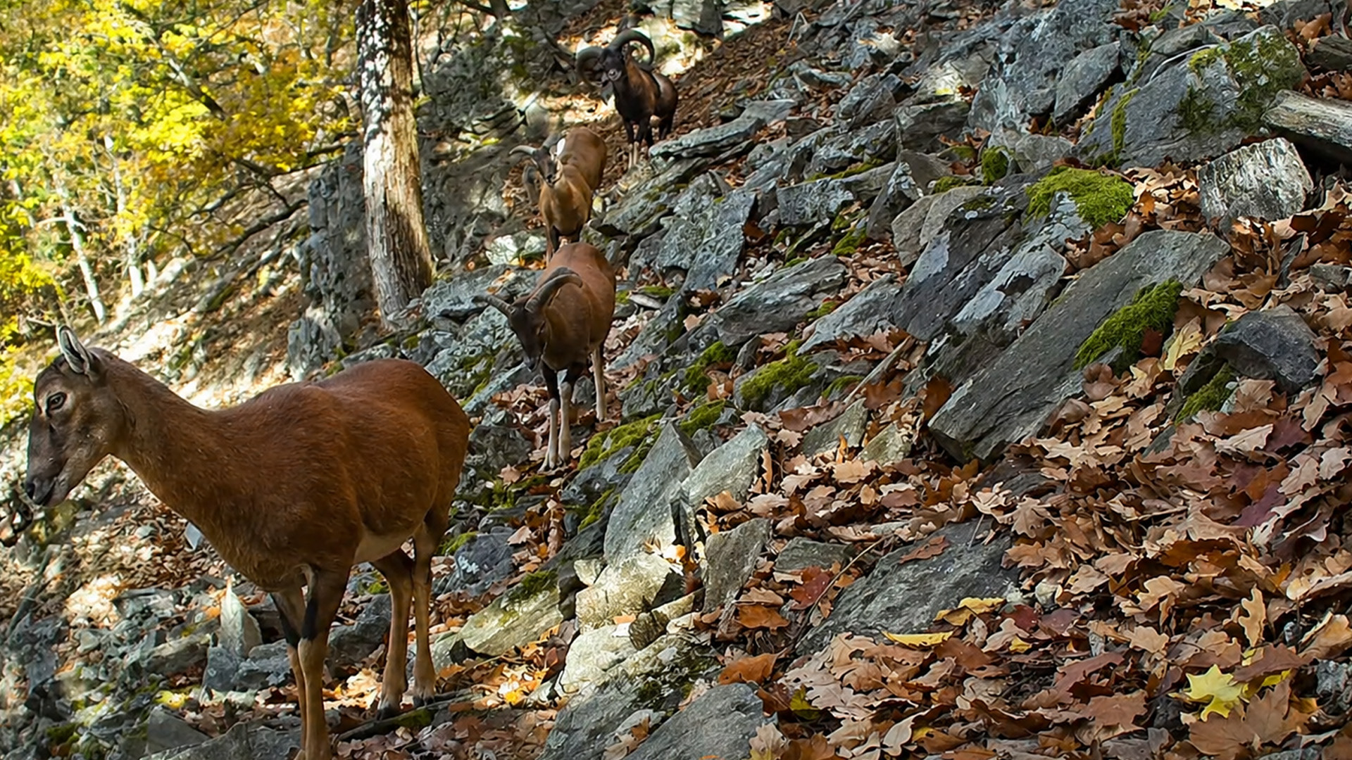 A hidden camera captured animals moving through this rocky trail
