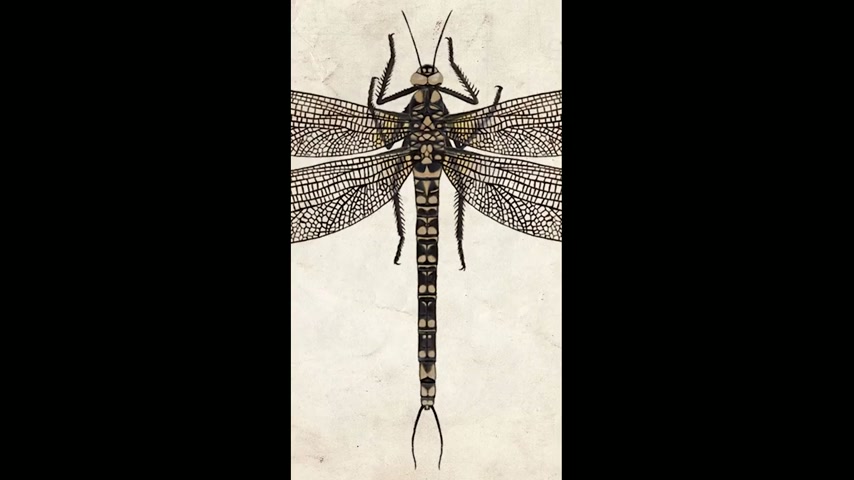 Meganeura - the prehistoric dragonfly with a two-foot wingspan