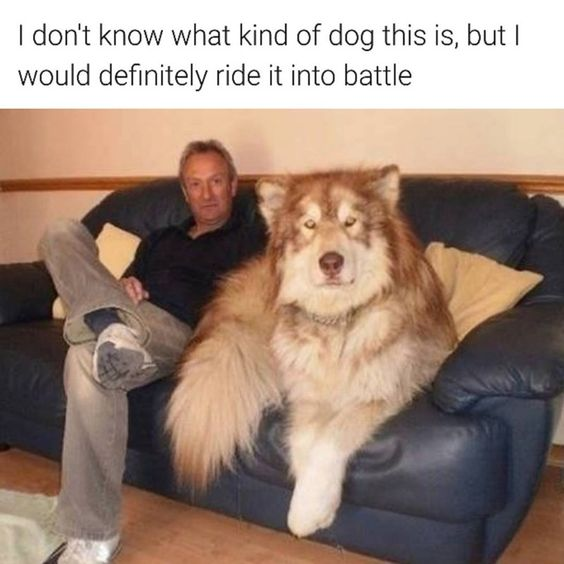26 dog memes to bark a mood-boost into your day