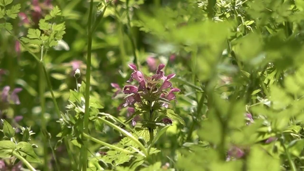 How a bird protection group bought a forest rich in biodiversity