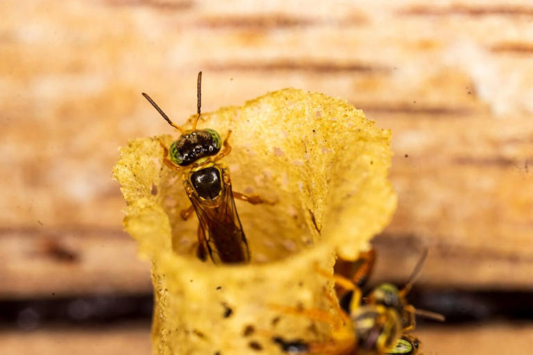 For the first time in legal history, a government has given insects the ...