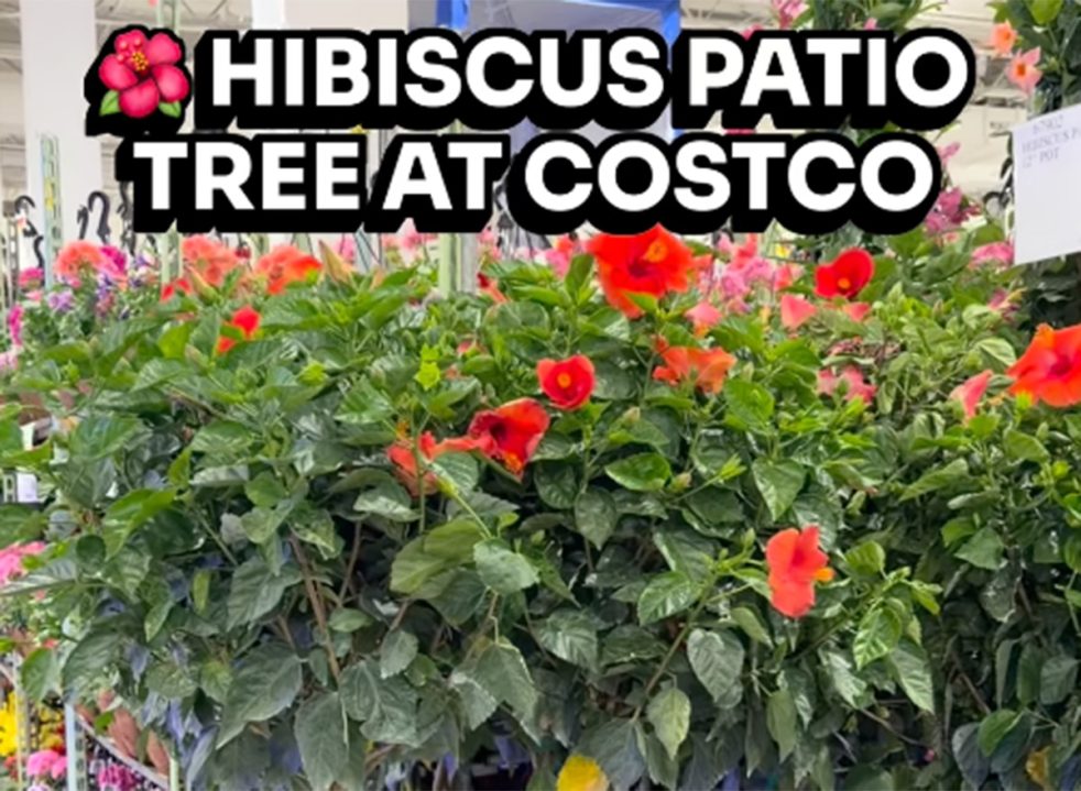 5. A Hibiscus Patio Tree