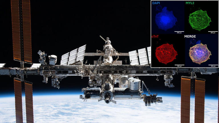 Spaceflight is hard on the heart, yet artificial ones grow better in ...