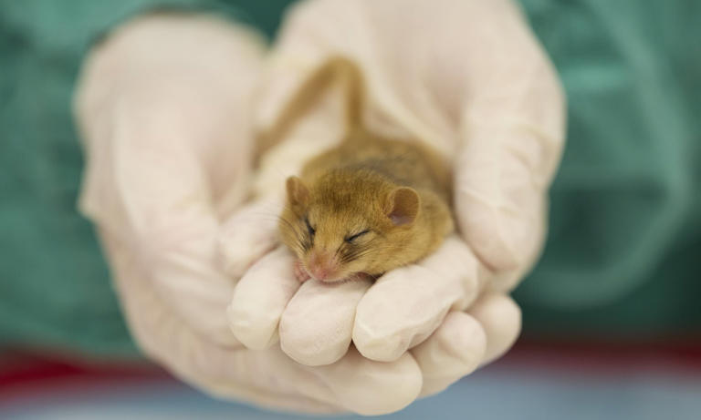 London Zoo to build a new hospital with a viewing gallery for animal lovers