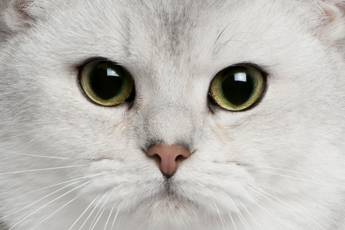 Stunning Risk Of Leukemia In British Shorthair image