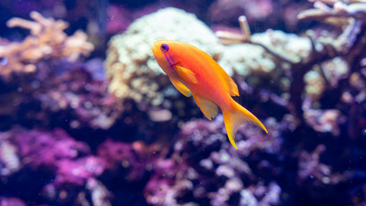Scientists found bright orange cardinalfish and yellow-spotted sea ...