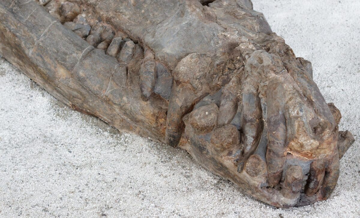 Buried just inches beneath Tunisia’s Sahara sands, a fully intact 10 ...