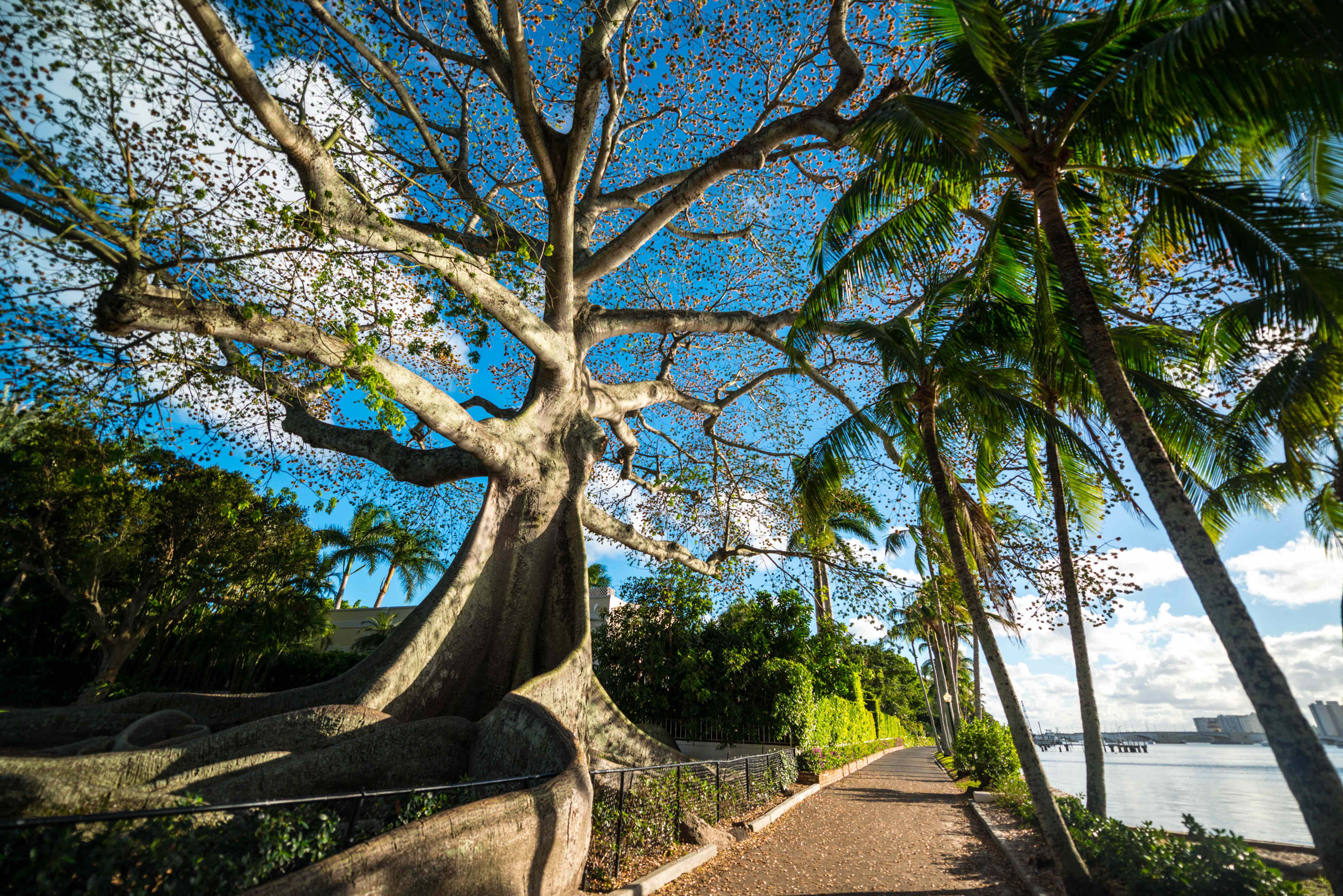 This nearly 200-year-old tree is Palm Beach’s oldest resident—and one ...