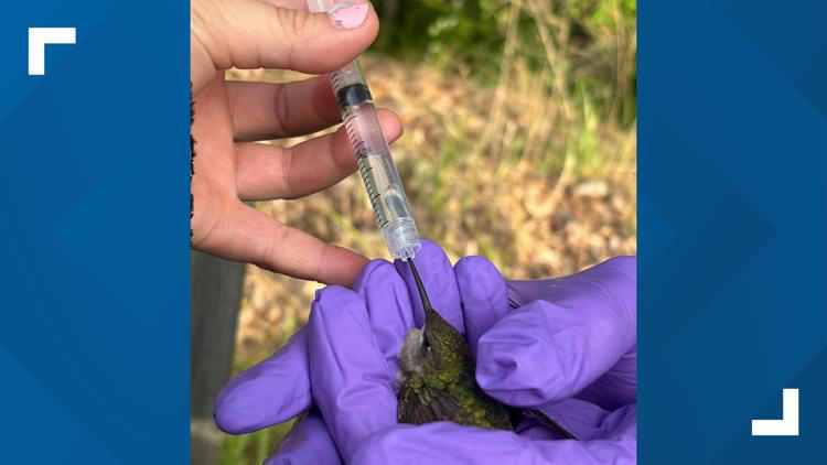 First responders treat injured hummingbird at Randolph County crash ...