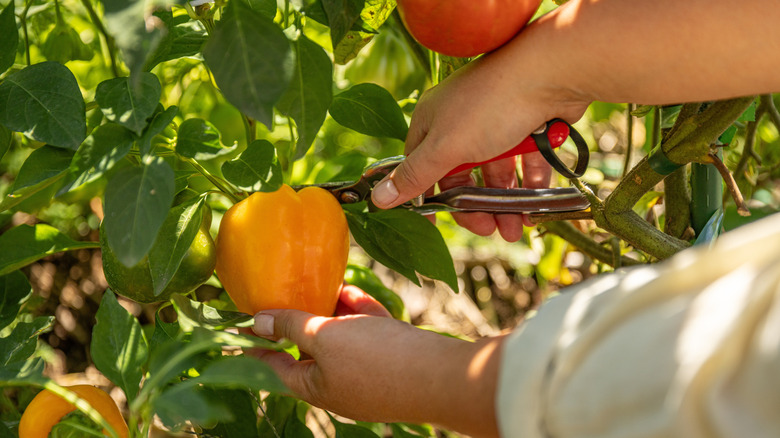 Not Miracle-Gro, not banana peels: gardener's old secret for bigger ...