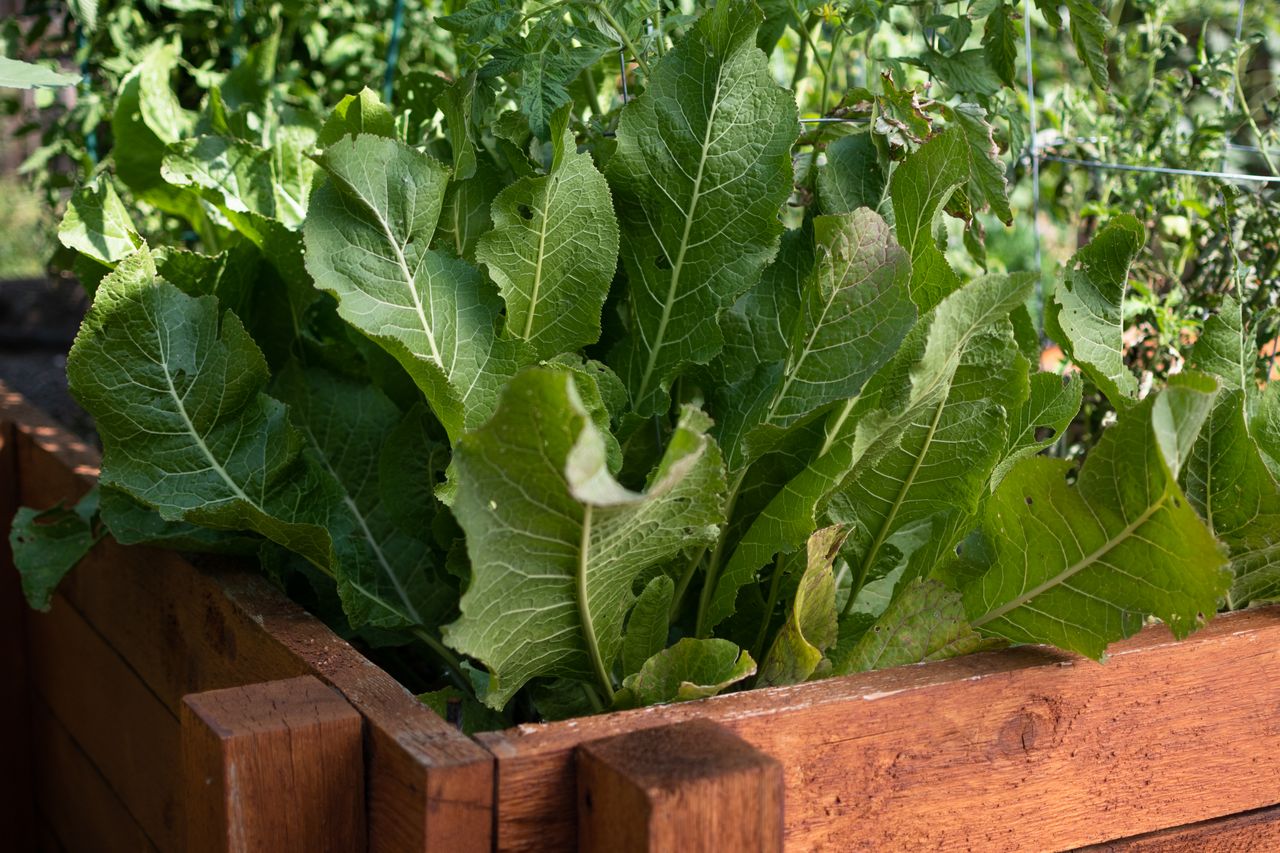 Horseradish plant with large thick leaves growing in raised container