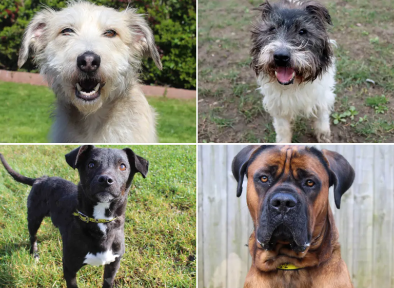 These 19 loving Dogs Trust canines looking for their forever homes in ...