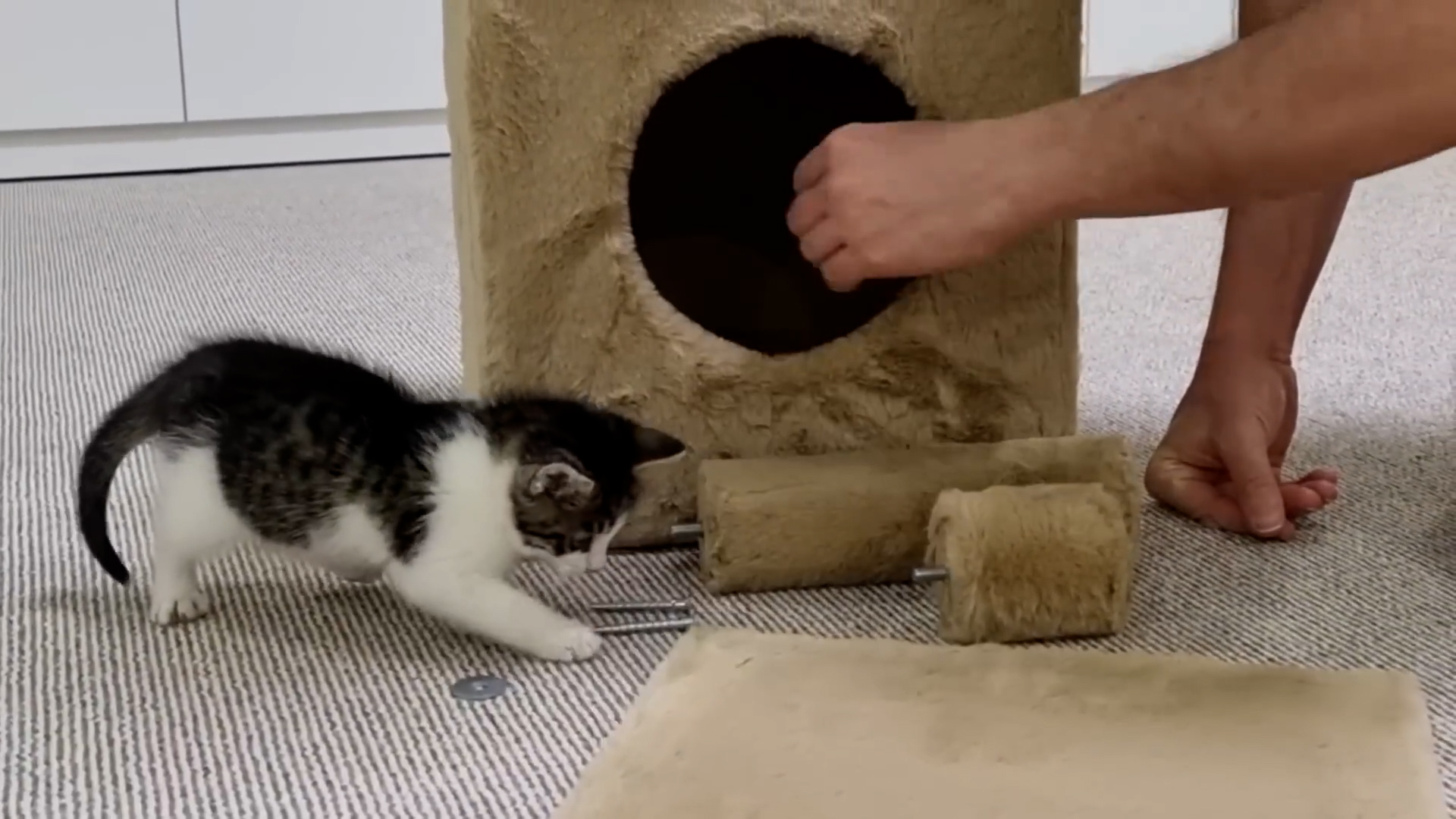 Tiny kitten carefully explores something new