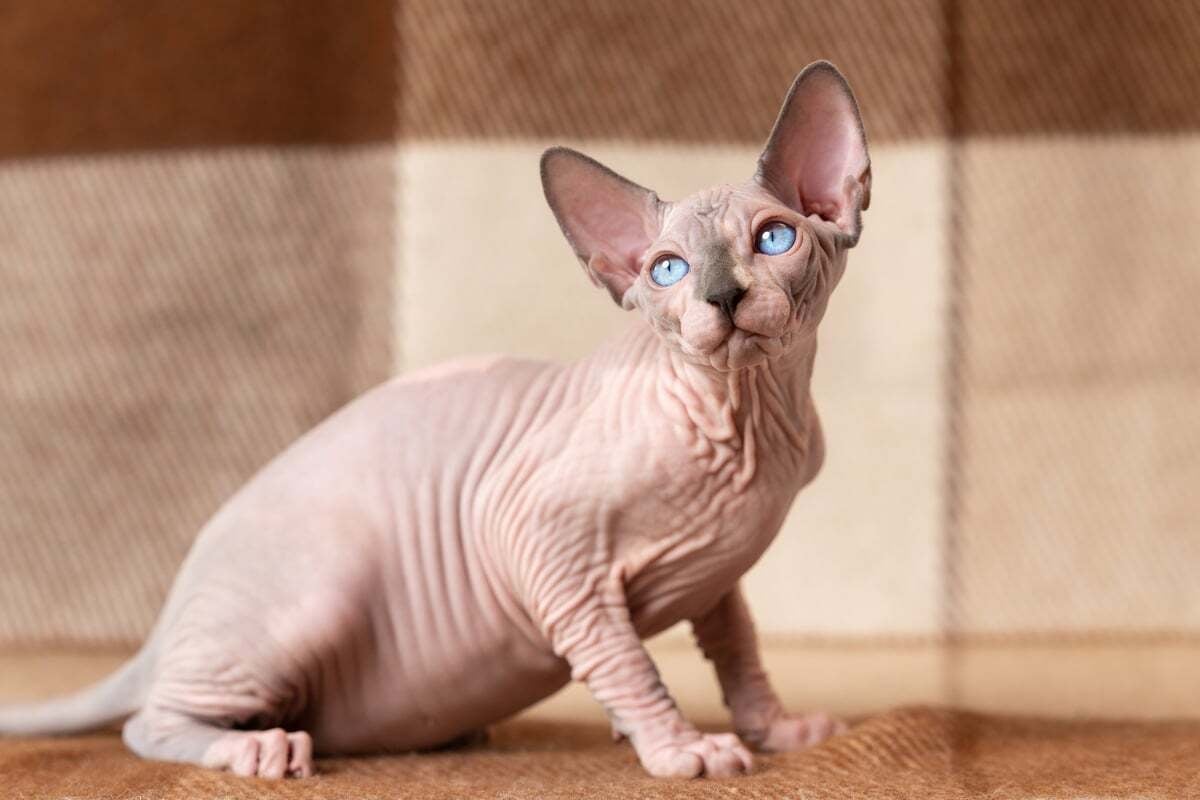 No hair? Don't care! Everything you need to know about the wonderfully ...