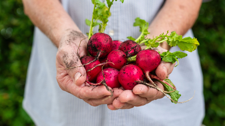 The best time to grow radishes for the biggest harvest possible