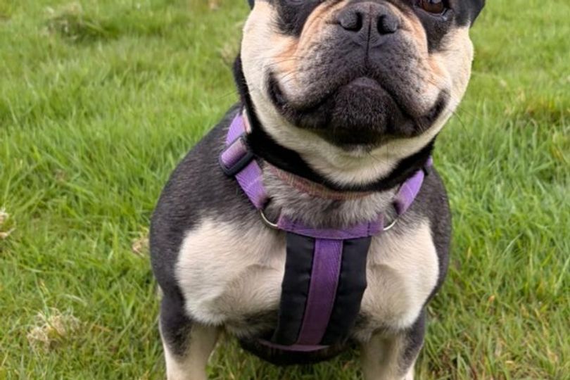 Rescue dogs with challenging pasts looking for new homes