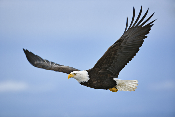 Sacramento bald eagle eaglets die after falling from nest at wildlife ...