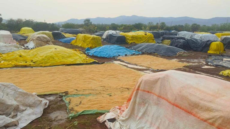 గాలివాన బీభత్సం
