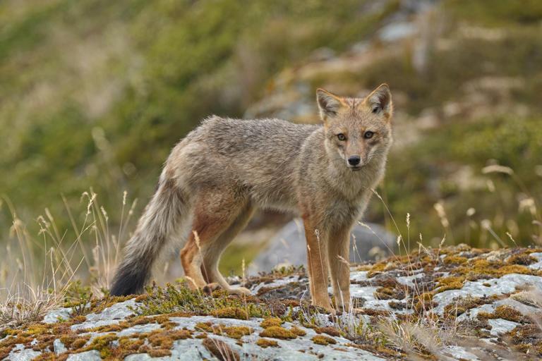 It might be called a fox and look like a fox, but don't be fooled as ...